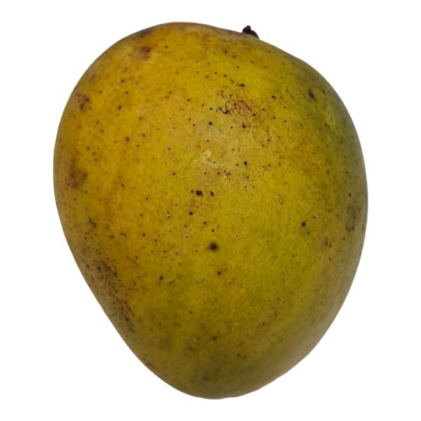 Haribhanga (হাঁড়িভাঙ্গা আম) Mango 1kg