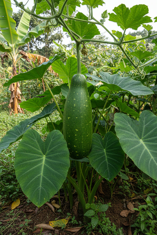 Bangladeshi Bottle Gourd (দেশি লাউ) 750-1000g