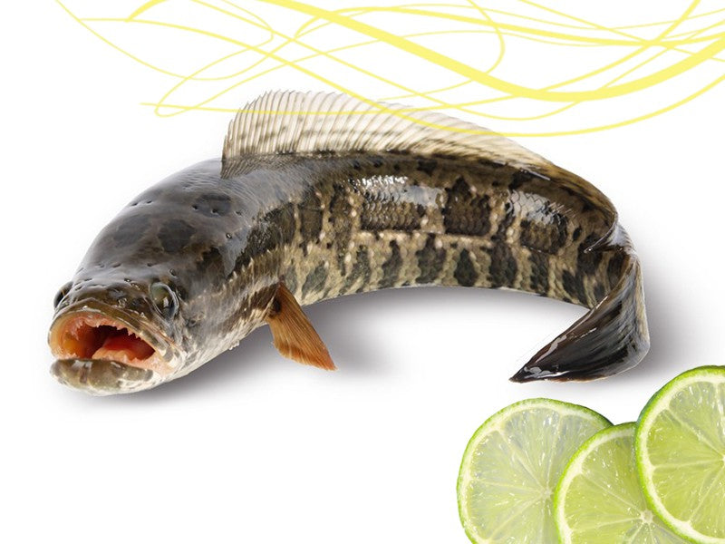 Taki Fish (টাকি মাছ )