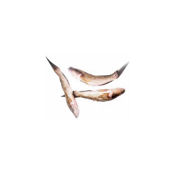 Baila fish