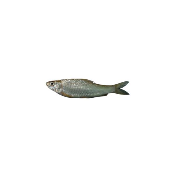 Bata fish