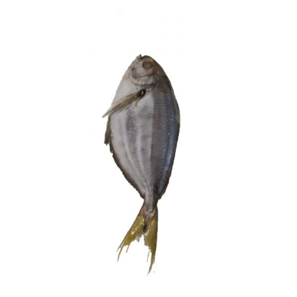 Big Pomfret 2kg
