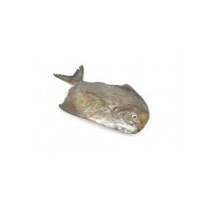 Black Pomfret