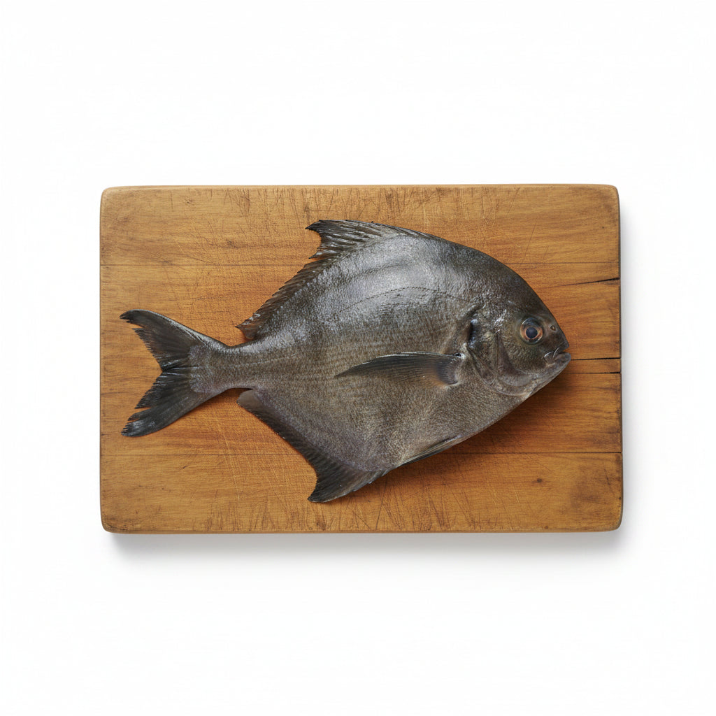Black Pomfret 300-350g