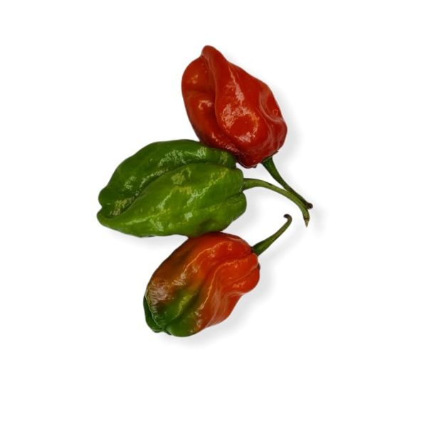 Bombay (Naga) Morich