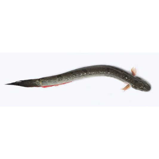 Chewa fish