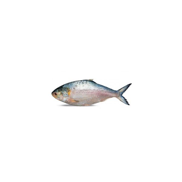 Hilsa Fish (পদ্মার ইলিশ, from Padma)
