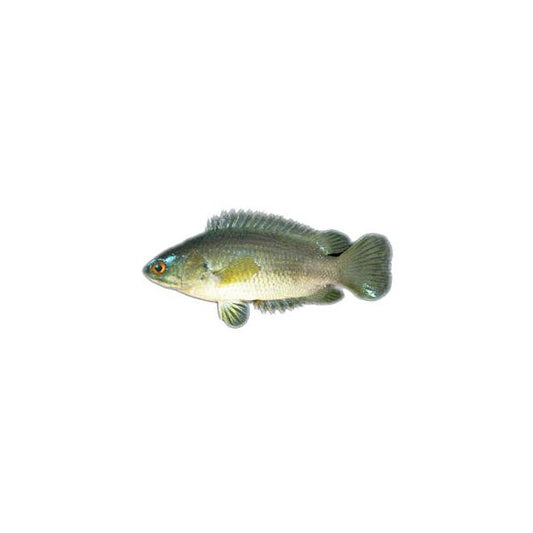 Koi fish