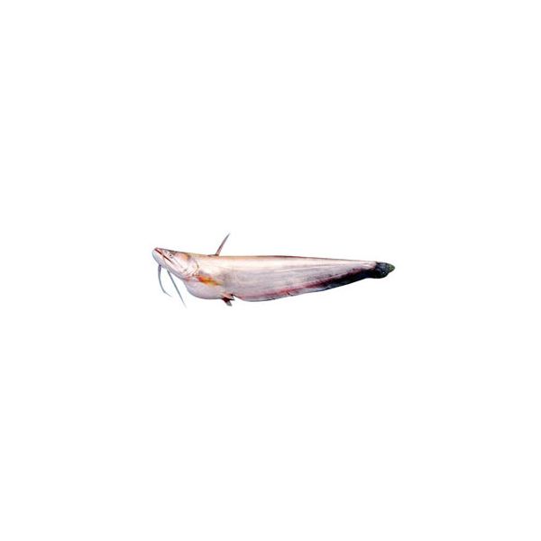 Pabda fish in Ice Block 500g