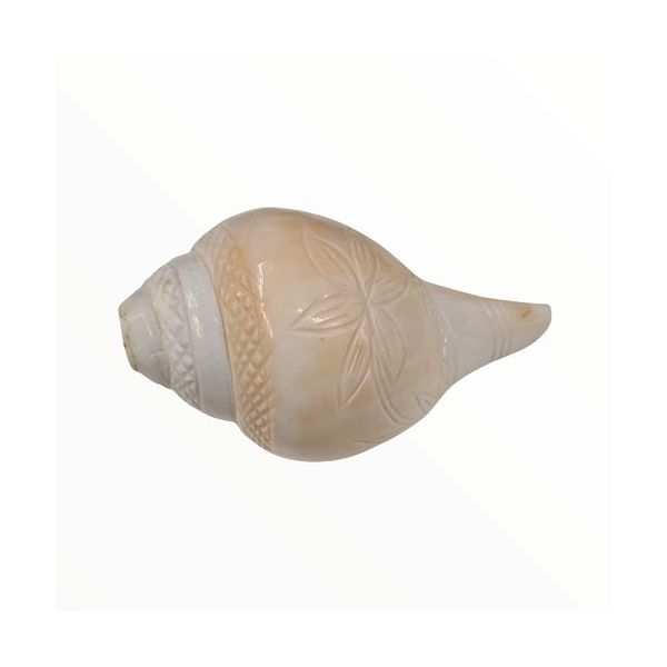 Big Size Shankh