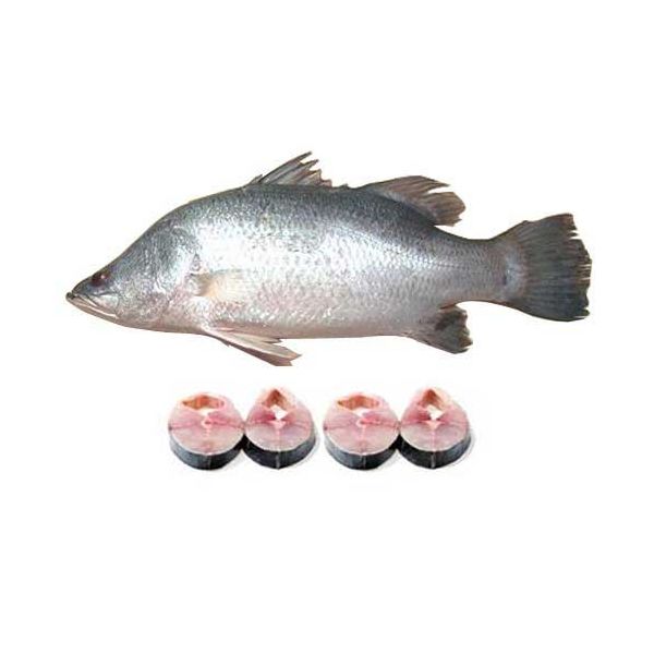 Bhetki (Koral) Fish