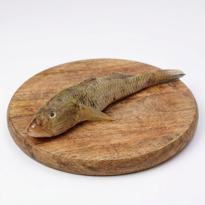 Baila fish