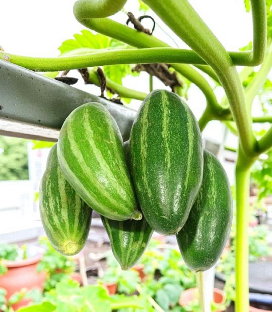 Fresh Pointed Gourd (Parwal, তাজা পটল) 500g