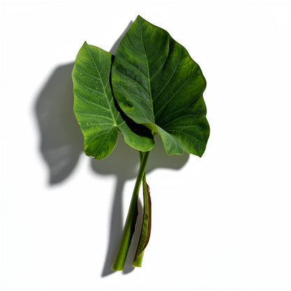 Bangladeshi Arum Leaf (কচু পাতা )
