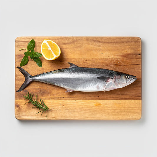 Indian Kingfish 2.8-3kg
