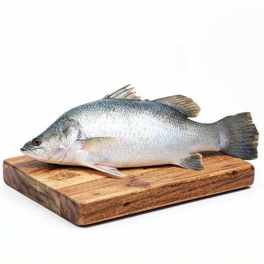 Bhetki Fish 3.4- 3.6kg