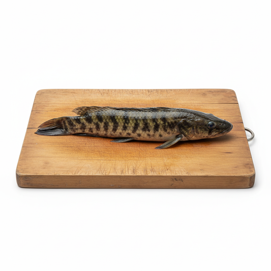 Taki Fish (Mach)
