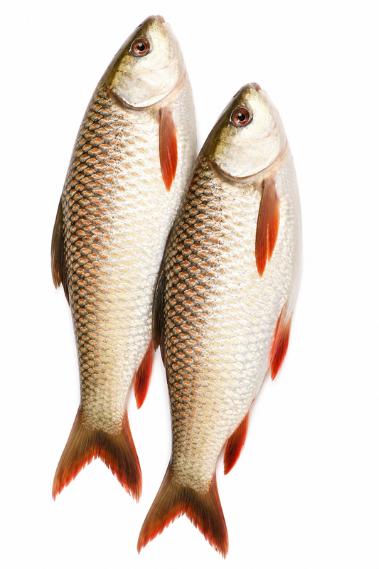 Rohu fish (Frozen)