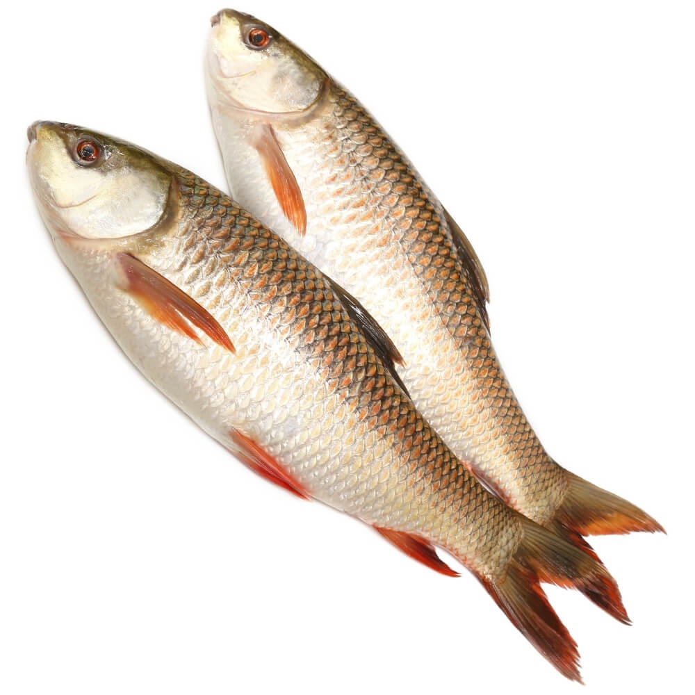 Rohu fish (Frozen)