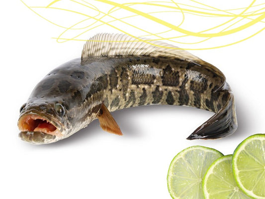 Taki Fish (টাকি মাছ )