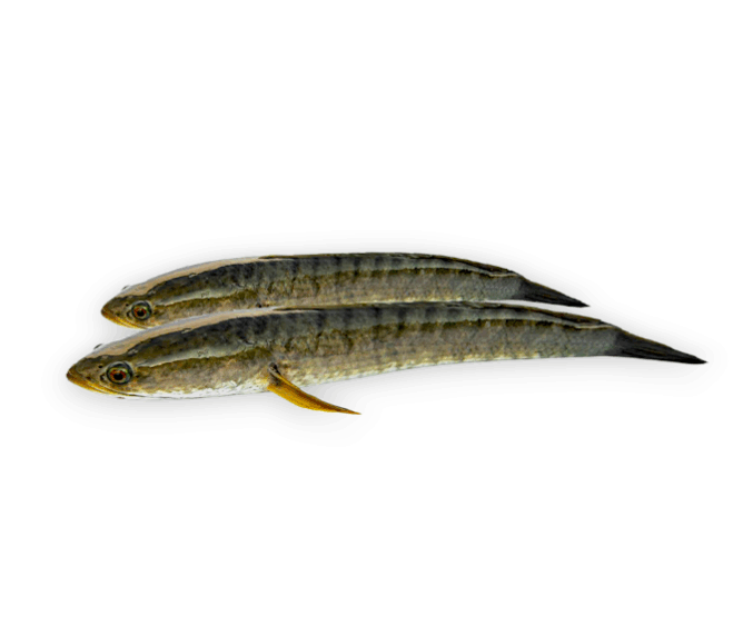 Taki Fish (টাকি মাছ )