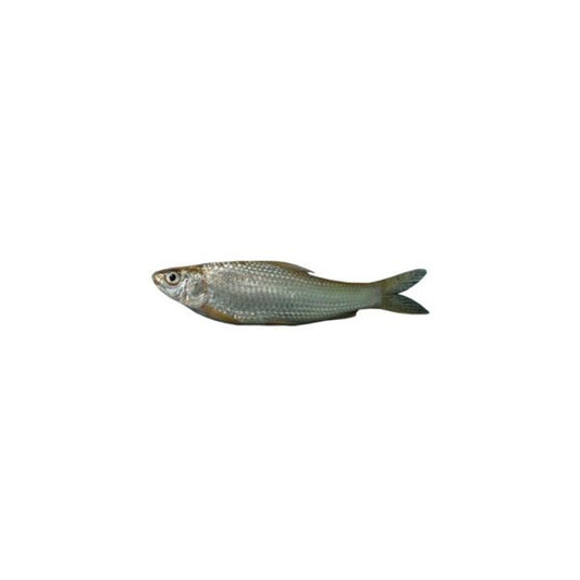 Bata fish