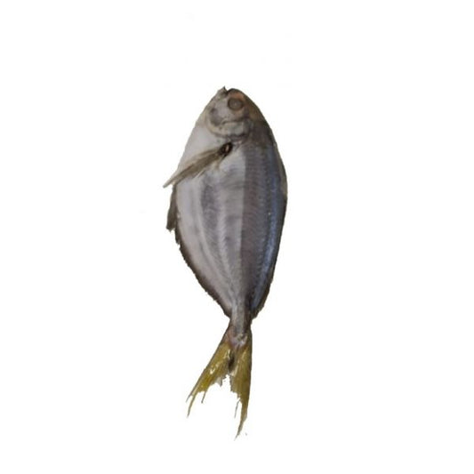 Big Pomfret 2kg