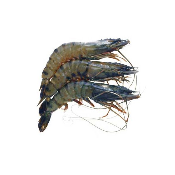 Black tiger shrimp 16/20 Head On