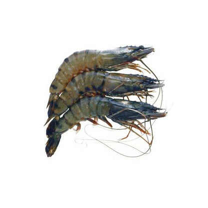 Black tiger shrimp 16/20 Head On