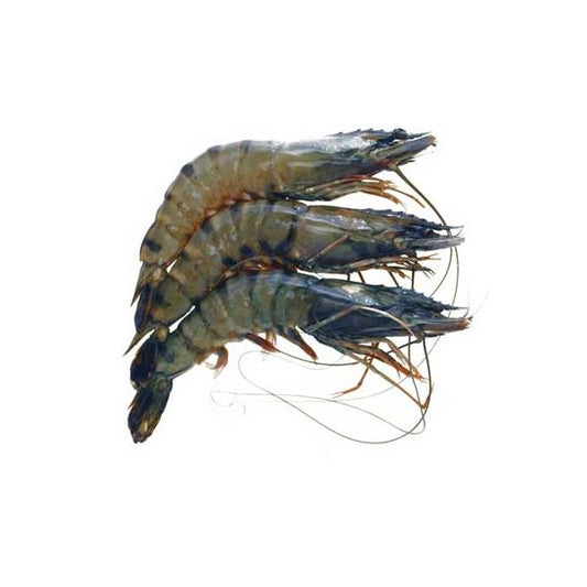 Black tiger shrimp 16/20 Head On