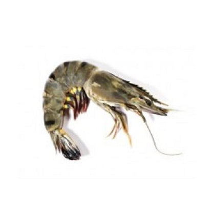 Big Black Tiger Shrimp Head on (8-12 in 1kg)