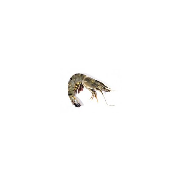 Mega Prawn 6/8 in 1kg HOSO