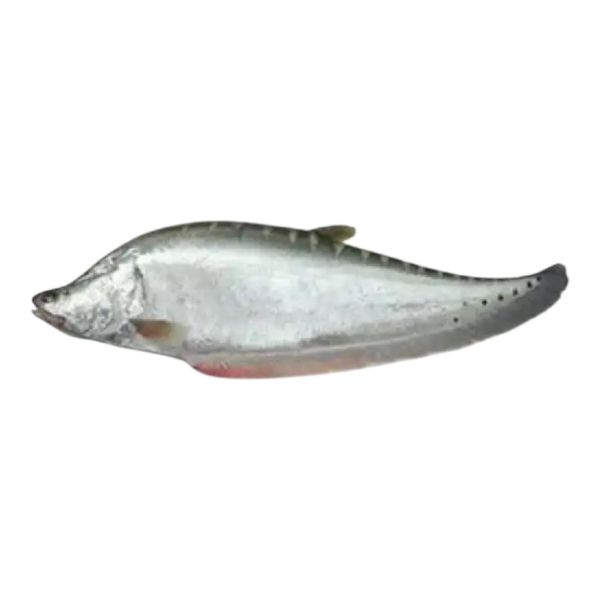 Chital Fish 1.4-1.5kg