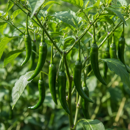 Green Chilli 100gm