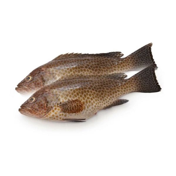 REEFCOD/TSOF/GROUPER/HAMOUR FISH