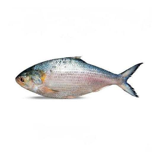 Hilsa 800-850g