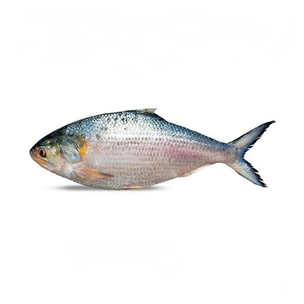 Hilsa 1450-1500