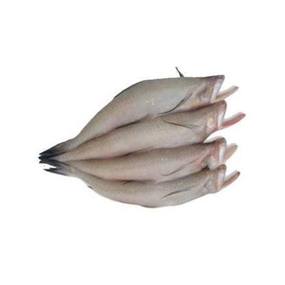 Loitta Fish (In Ice Block) 500g