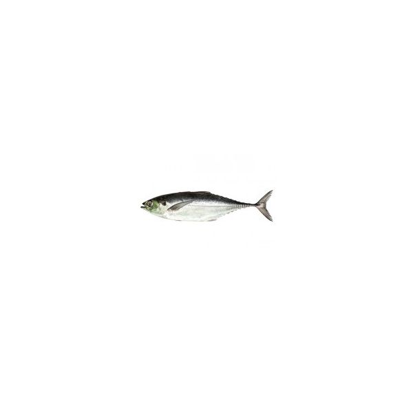 Indian Horsemackrel 3pcs in 1 kg