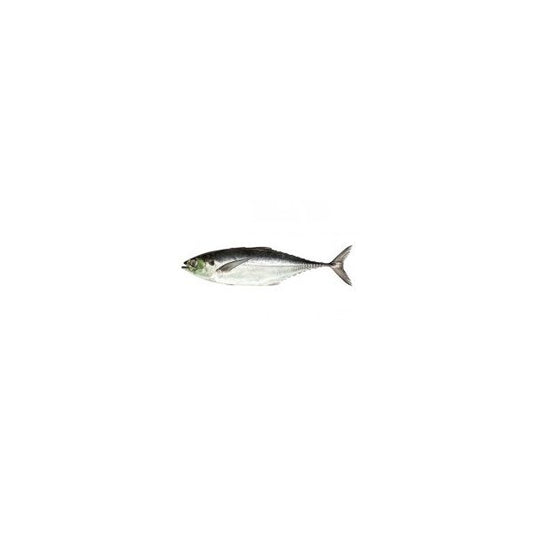 Indian Horsemackrel 3pcs in 1 kg