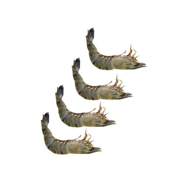 Black Tiger Shrimp 21/30(H/O)