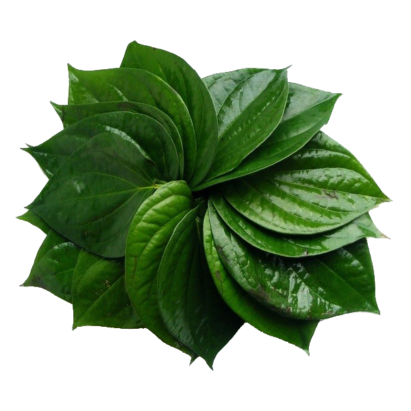 Fresh Betel Leaf (Pan Pata)