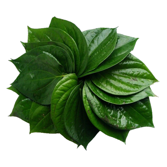 Fresh Betel Leaf (Pan Pata)