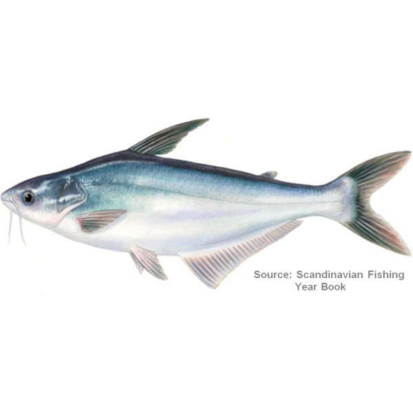 Deshi Pangaush (Pangasius) Fish 3.5kg