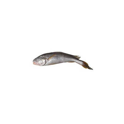 Poa fish