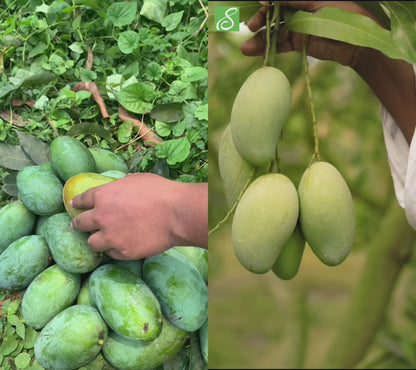 Amropali Mango 1kg