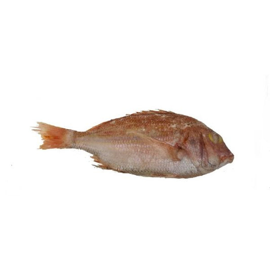Red Snapper
