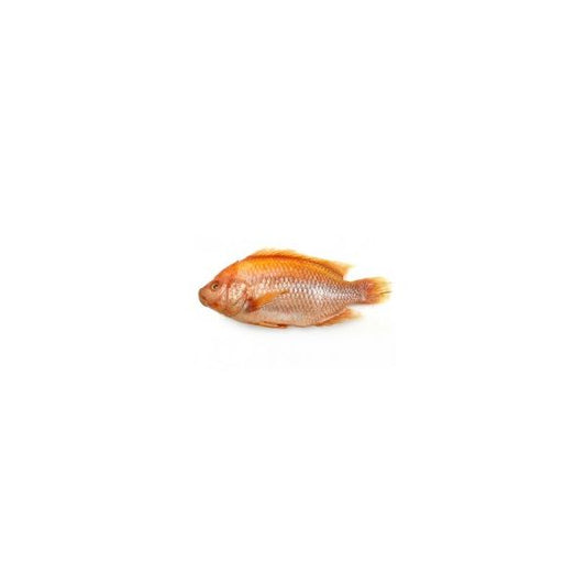 Red Tilapia