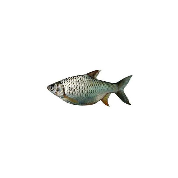 Shor Puti Fish