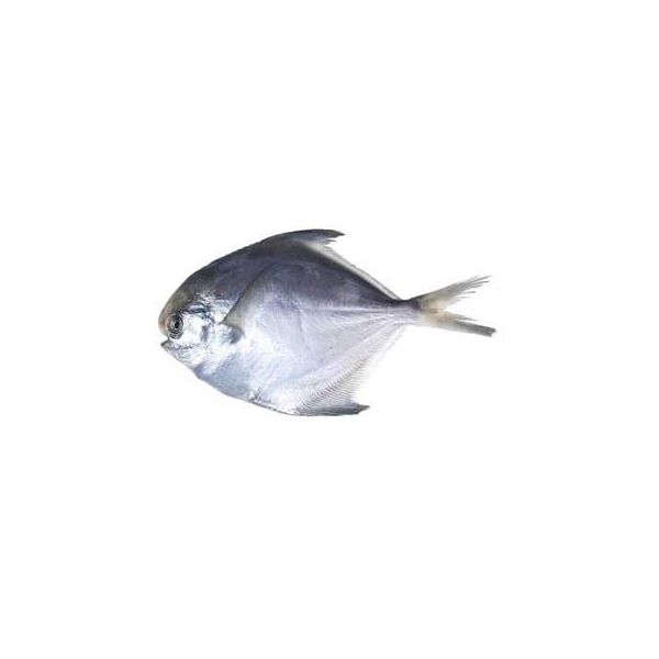 Golden Pomfret Fish (Chanda Fish)